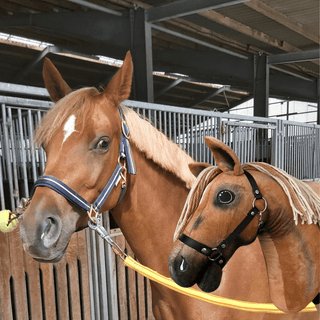 Hobby Horse Koník podle fotografie