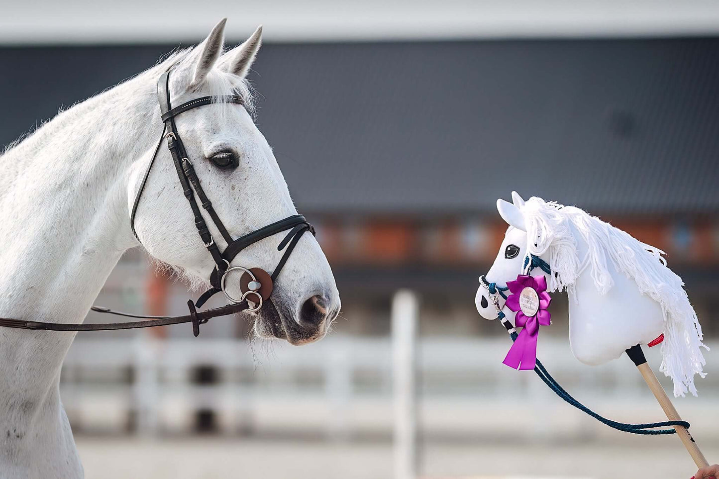 Bílý kůň s uzdečkou se dívá na personalizovaný „Hobby Horse Koník podle fotografie“ od Hobby Horse LarDen s fialovou vítěznou rozetou na rozmazaném venkovním pozadí s budovou a plotem.